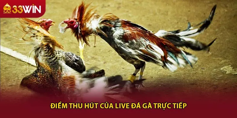 Điểm thu hút của live đá gà trực tiếp